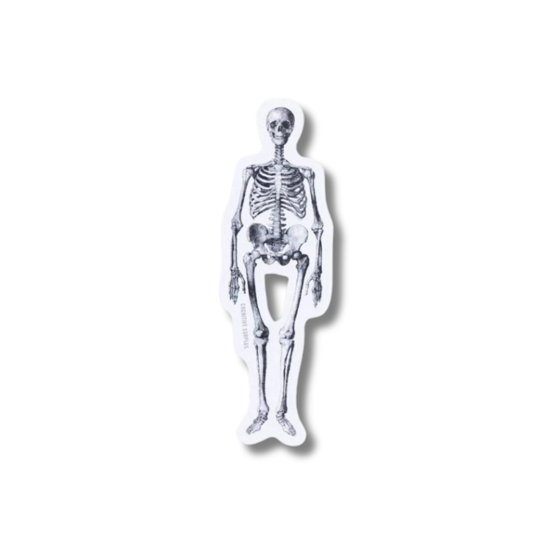 Skeleton Sticker Medical Skeleton Sticker | International Museum of Surgical Science Gift Shop